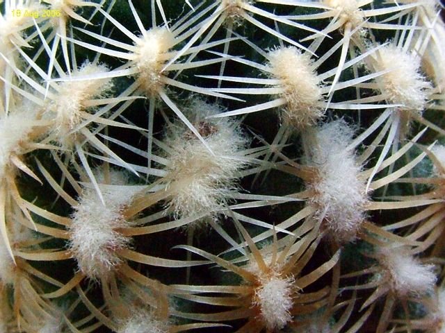 Pediocactus_ bradyi _SB470_ 09